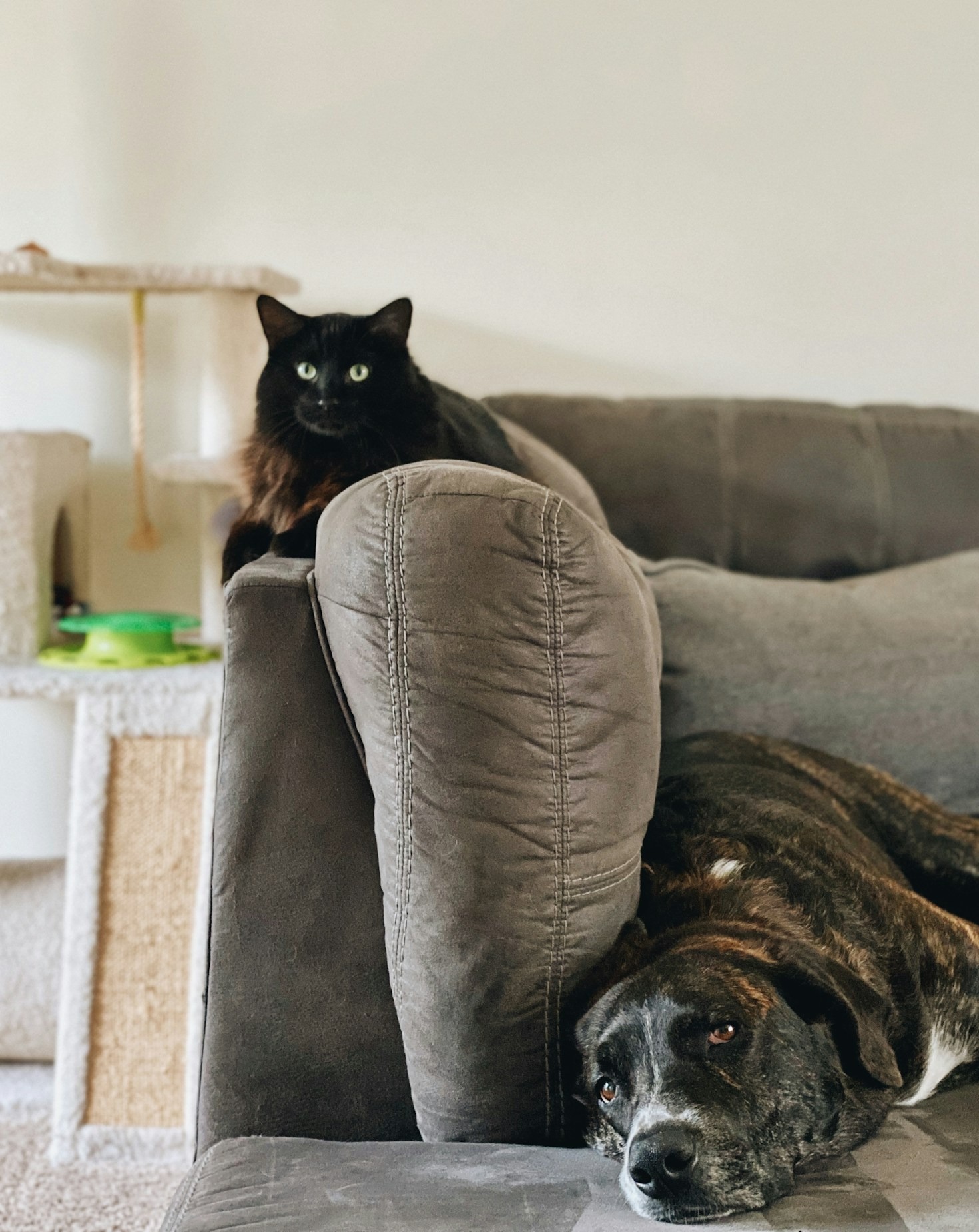 Come gestire l’ansia da separazione nel cane