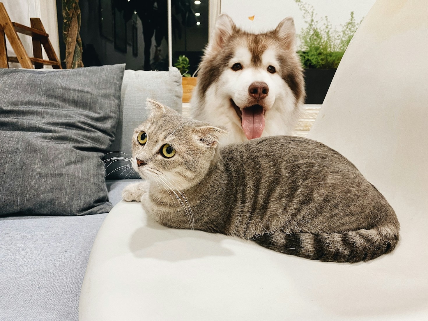 Cinque destinazioni italiane perfette per vacanze pet-friendly