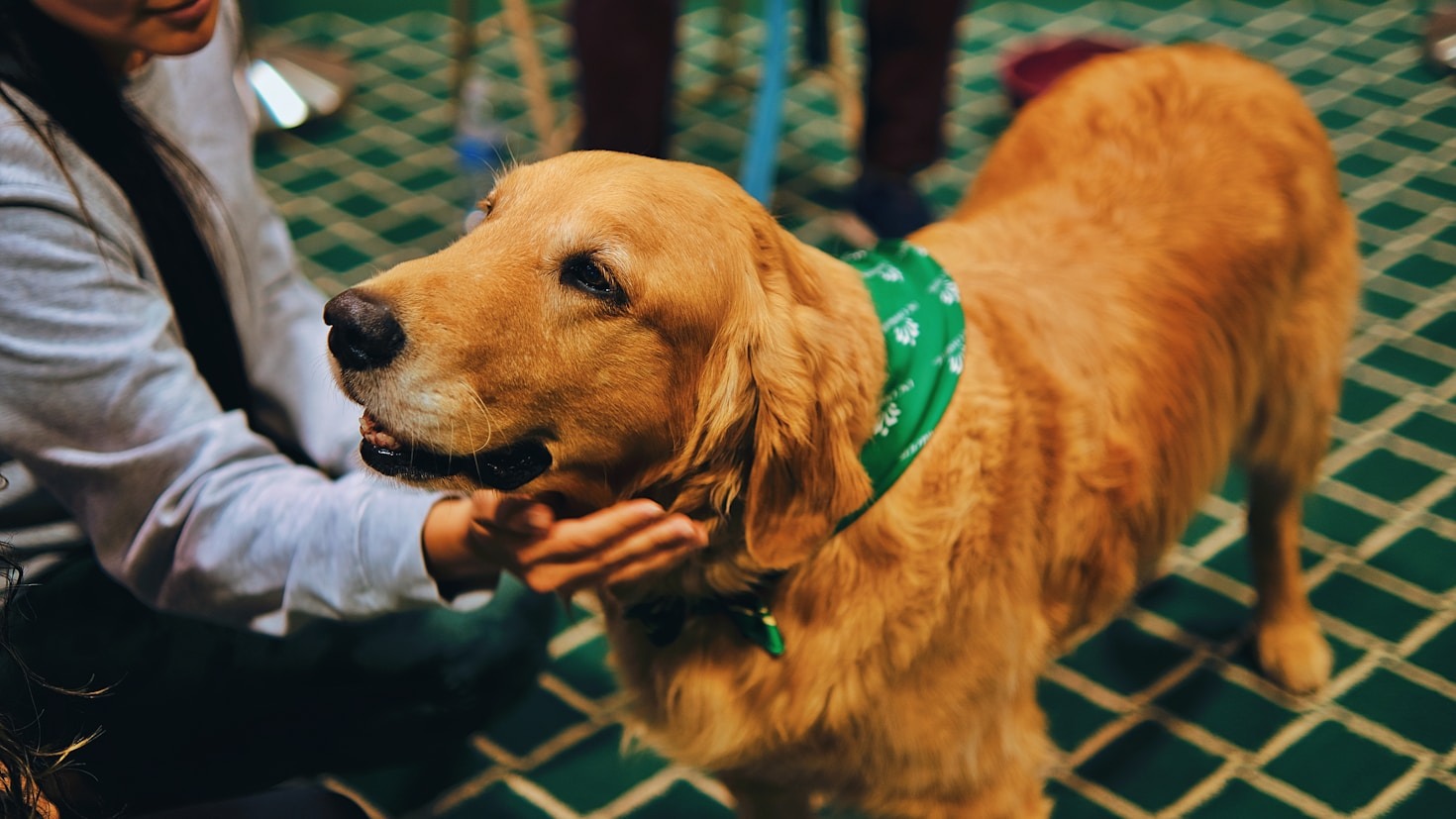 Come scegliere il miglior veterinario di fiducia