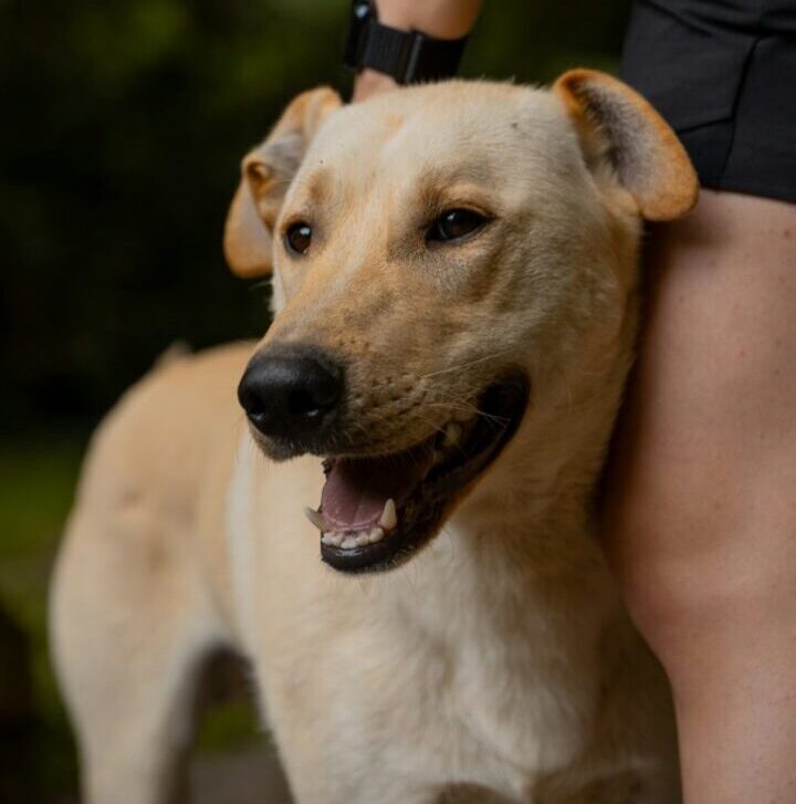 Ansia da separazione nel cane: come riconoscerla e come gestirla