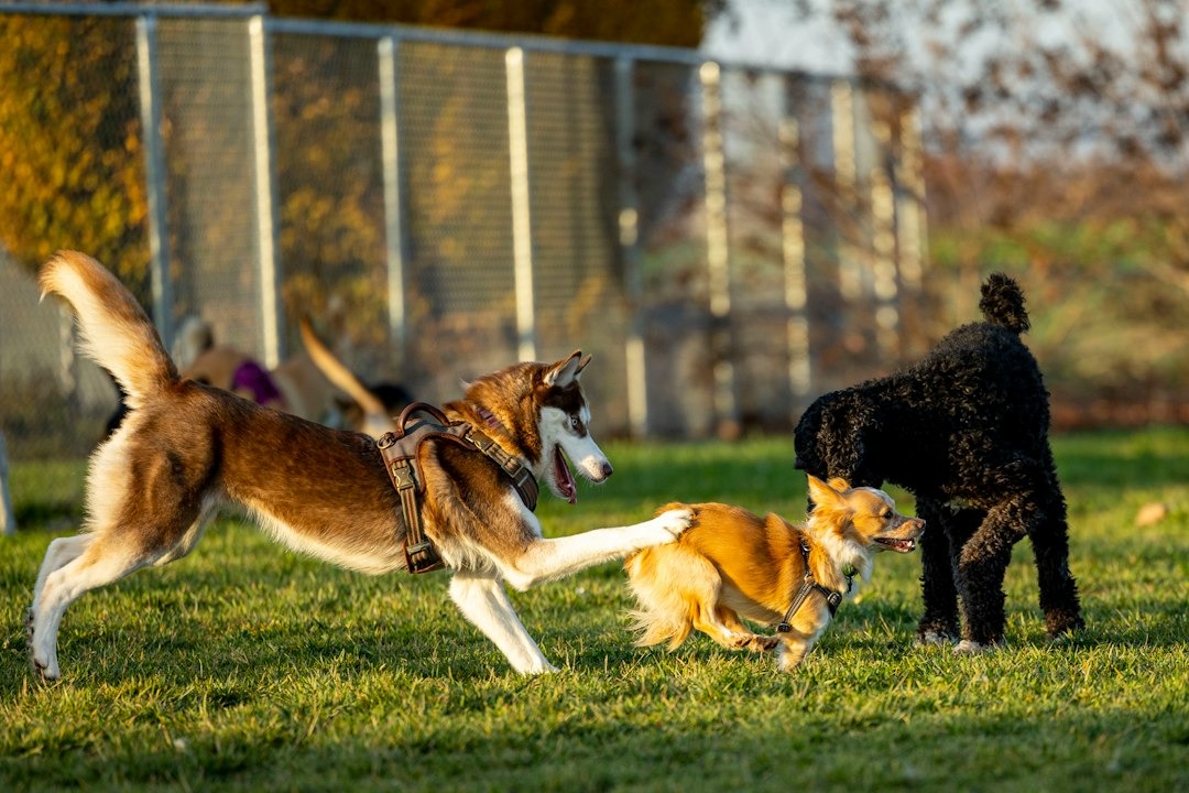 Quattrozampeinfiera 2026: a Novegro arriva uno spazio per i cani anziani e disabili